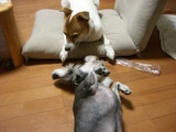 ケンカ