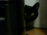 黒助