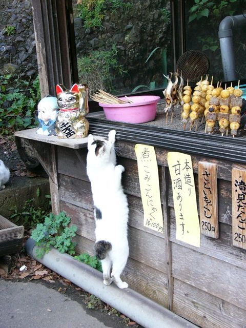 d334046865464578b02ec1153a021bc3--cat-cat-kitty-cats