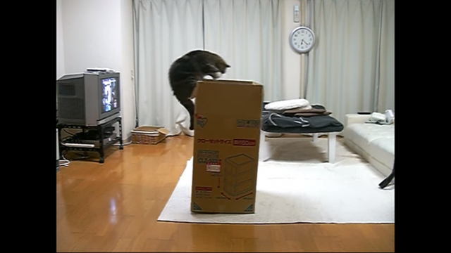 大きな箱とねこ。