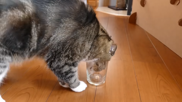 利き顔