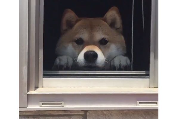 Twitter/@87shiba87