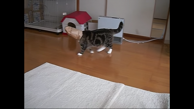 覆面ねこ2。