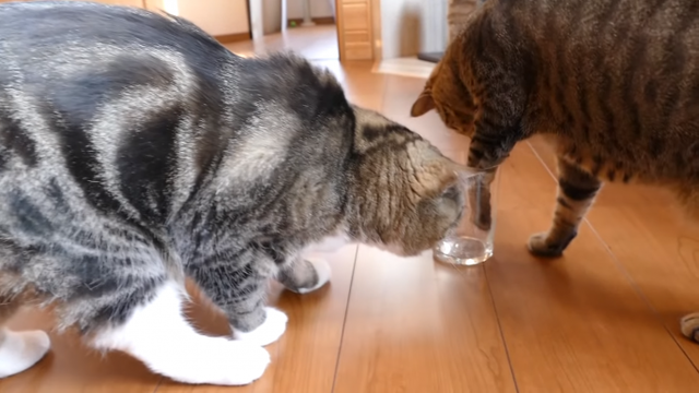 はなちゃんは左利き?