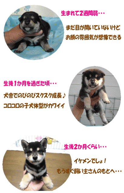 タスケ君