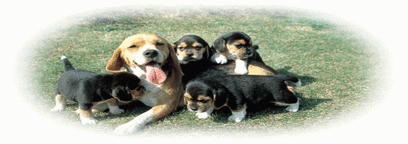 母犬