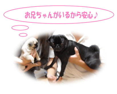 お兄ちゃんがいるから安心