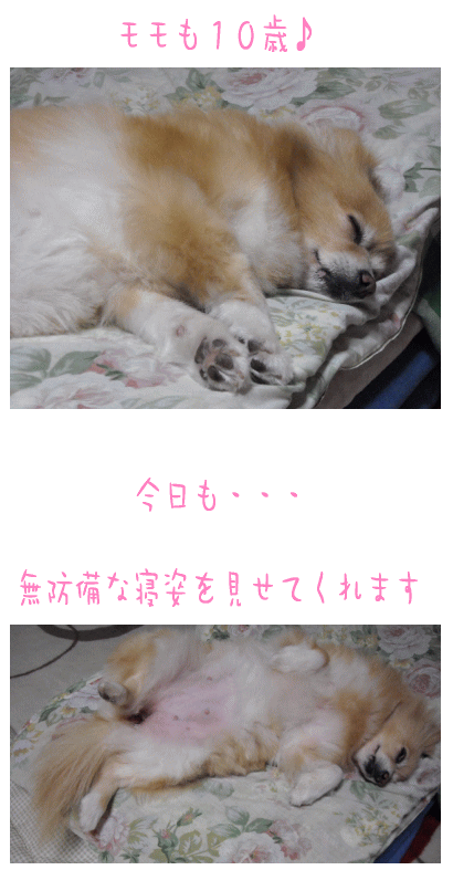 モモ10歳