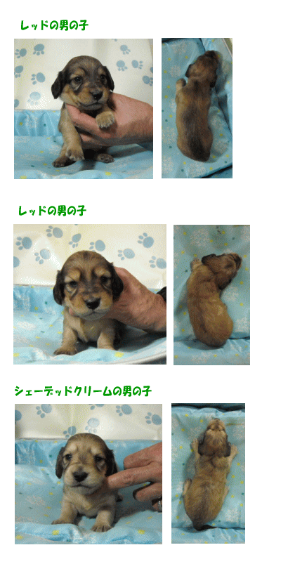 ダックス君たち