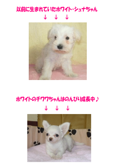 ホワイト
