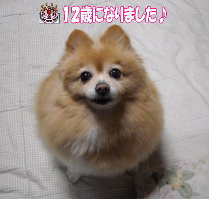 モモ12歳