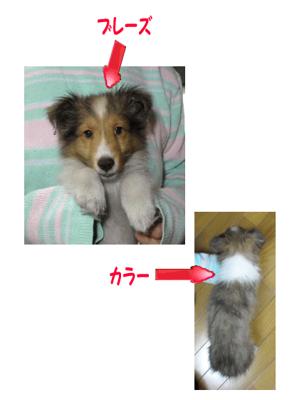 ブレーズとカラー