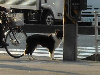 飼い主の自分勝手2