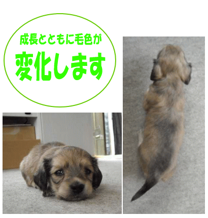 シェーデッドクリーム