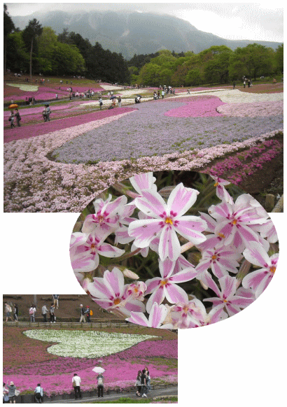 羊山公園