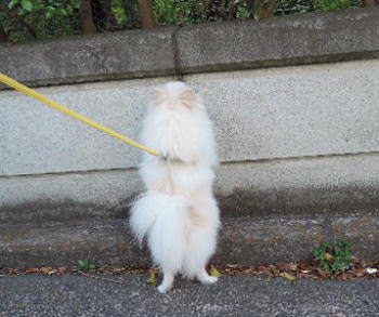 blog-pose-413-2