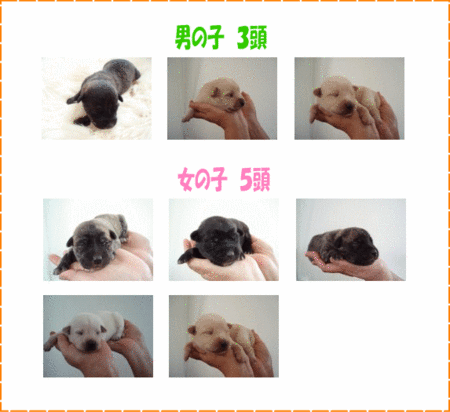 雑種犬の里親募集