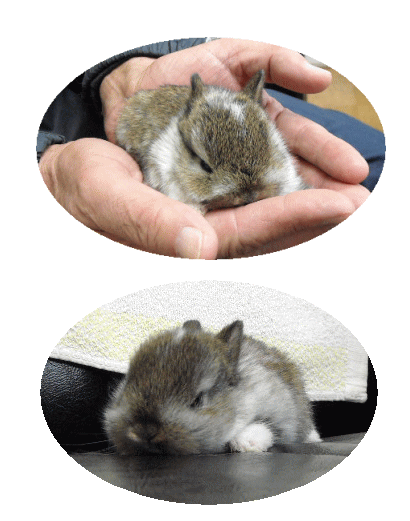 ピーターラビット