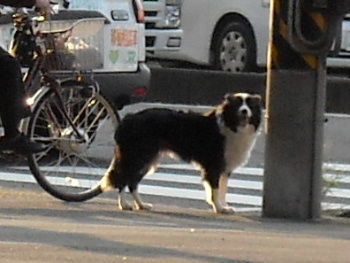 飼い主の自分勝手1