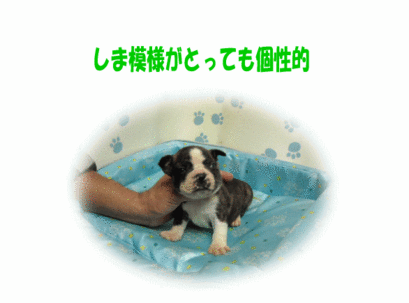 ミックス犬