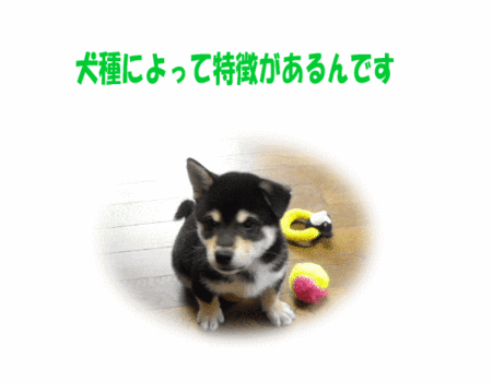 黒柴くん♪