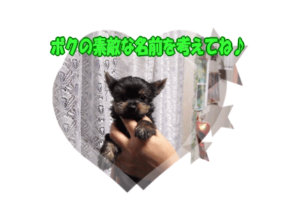 ヨーキーくん