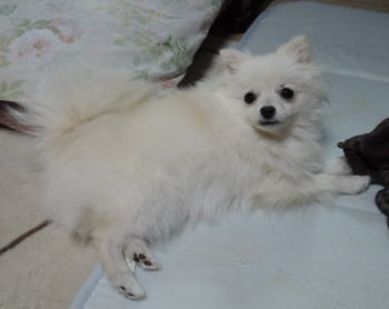blog-pose-388
