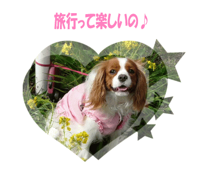 ルルちゃん(キャバリア)