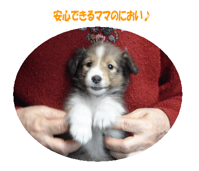 シェルティちゃん