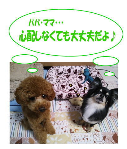 ぽん太君&はる君