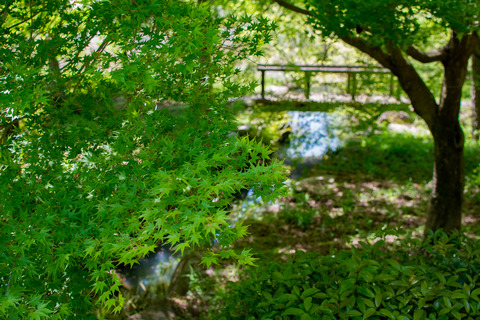 DSC_1704