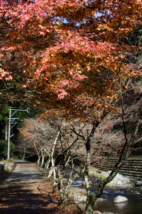 DSC_0467