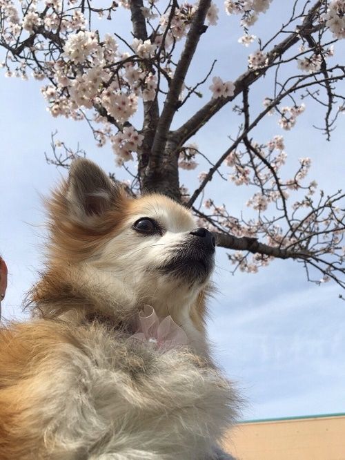 haru_20170404142332523.jpg