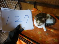 127¤ß¤¤ª