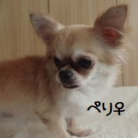 ¥Ú¥ê¡ê