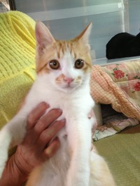 子猫 5月13日 3