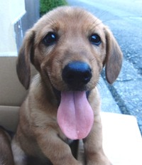 子犬 ♂