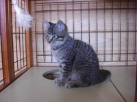 kuro 1