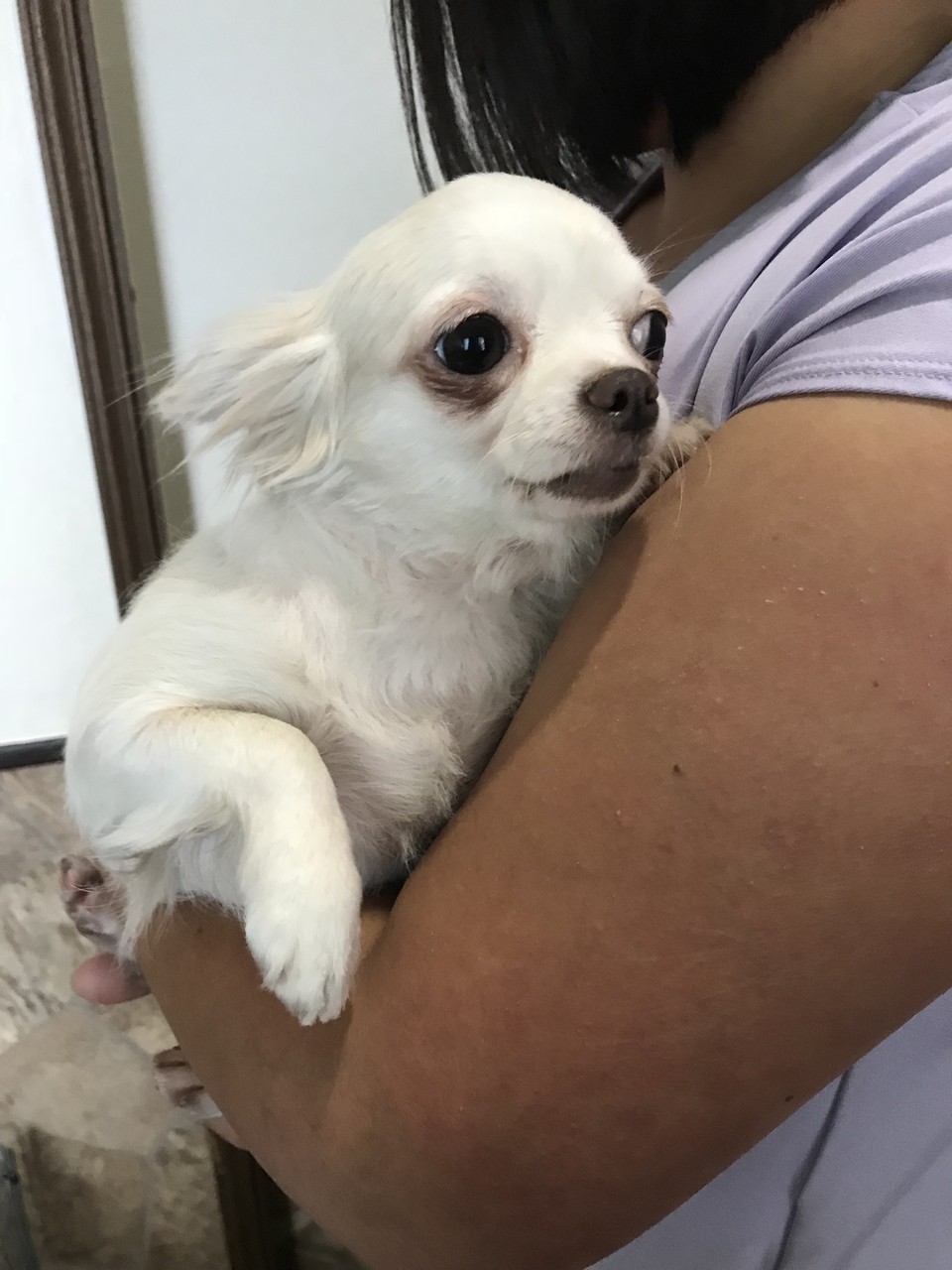 性別:メス年齢:3歳犬種:チワワ医療処置:混合ワクチン