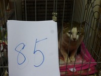 85¤¤ç¤¦¤¸¤å