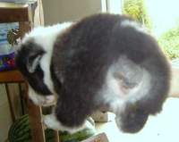 子犬