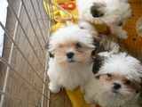 子犬2・3