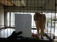 110ÉÔÌÀ