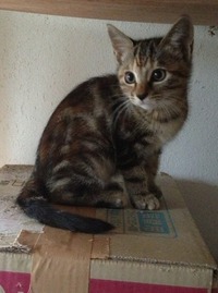 ゆず 子猫