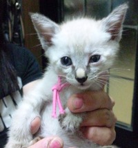 子猫