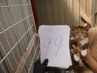 99¤Þ¤ê¤¢