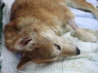 老犬