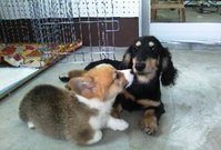 子犬