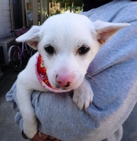 子犬