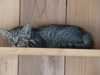 へいすけ